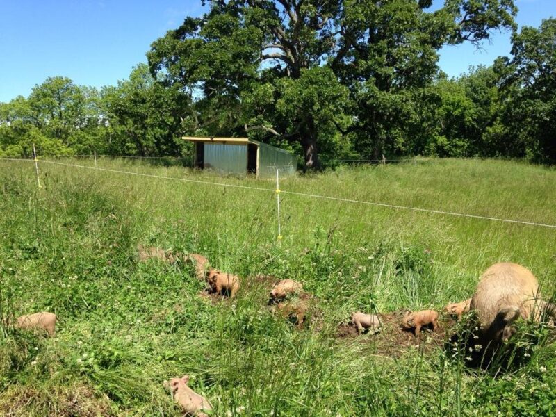 A group of pigs, including piglets, foraging in a lush green pasture with a shelter in the background and trees surrounding the area.
