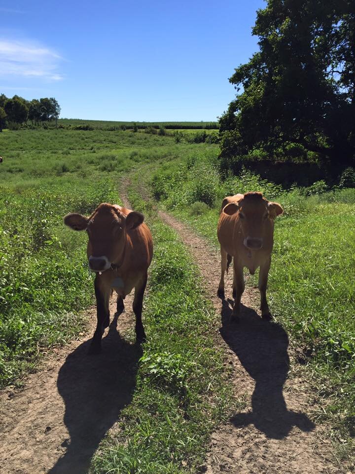 14100307_967697503352857_1101398298089552646_n Two brown cows walking along a dirt path in a lush green pasture under a clear blue sky, surrounded by trees and fields.