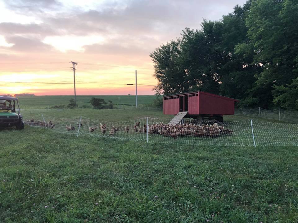 39223140_1733725630083370_8199406422799155200_n Sunset over a farm with a red chicken coop and a flock of free-range chickens grazing on lush green grass, enclosed by a net fence, and a utility vehicle parked nearby.