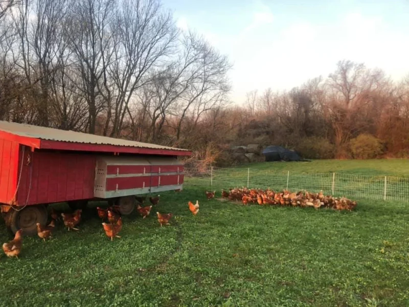 Free-range chickens foraging in a green pasture near a red chicken coop, surrounded by trees and a fenced area.