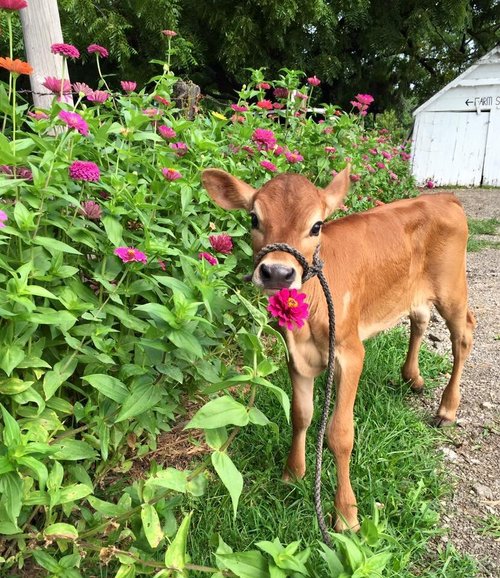 99402036_2861795710609684_1536057000004157440_n (1) Brown calf standing in a garden filled with colorful flowers, gently nibbling on a pink blossom, with a white shed in the background.