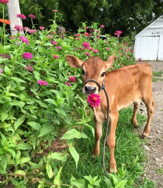 A young brown calf standing amidst vibrant pink and purple flowers, gently nibbling on a flower, with a grassy background and a white barn in the distance.