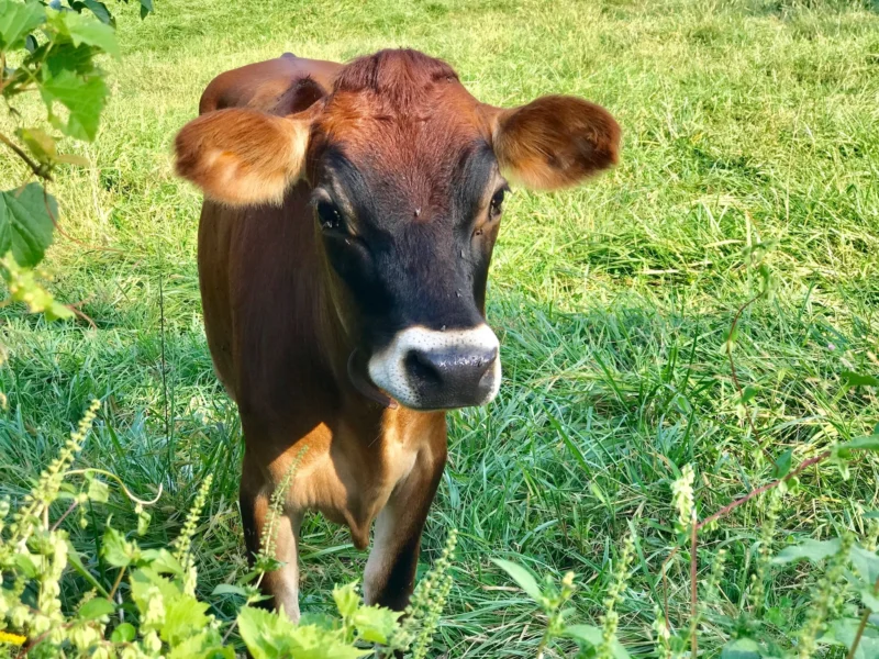 Brown Jersey calf standing in a lush green pasture, surrounded by tall grass and foliage. The calf has a curious expression and is looking directly at the camera.