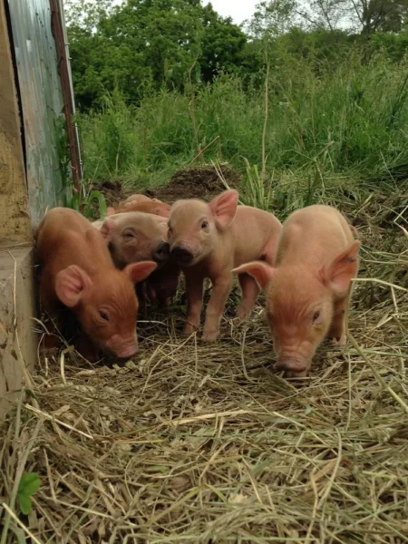 Four playful piglets exploring a grassy area near a wooden shelter, surrounded by lush greenery, showcasing their curious nature and farm life.