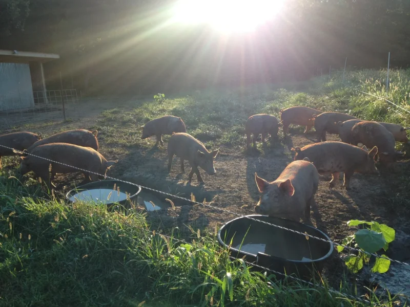 A group of pigs grazing in a sunlit pasture, with water troughs visible, surrounded by tall grass and a farm structure in the background.