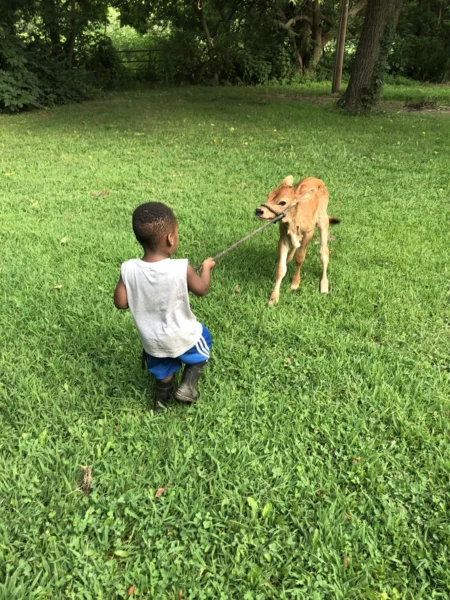 A young child in a gray tank top and blue shorts is playfully pulling a brown calf on a rope in a grassy field surrounded by trees. The scene captures a moment of joy and interaction between the child and the animal, highlighting outdoor play and companionship.