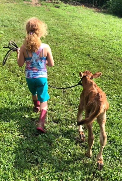 A young girl walks on green grass while leading a calf with a rope, showcasing a rural and playful scene of childhood and animal care.